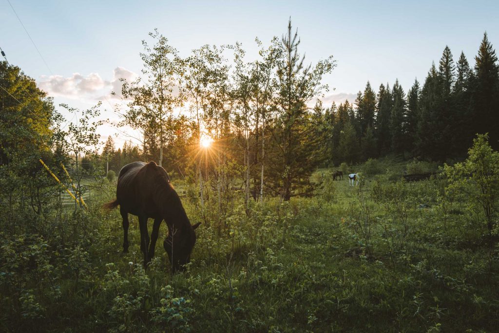 Cinder the black horse grazing in the grass