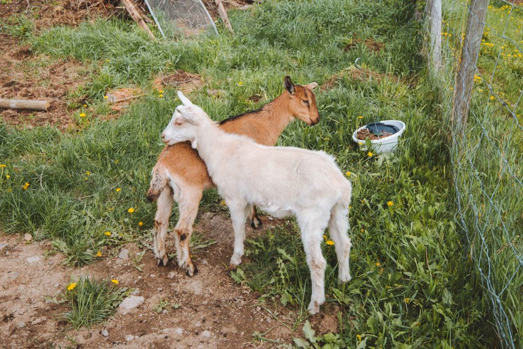 two little goats standing together