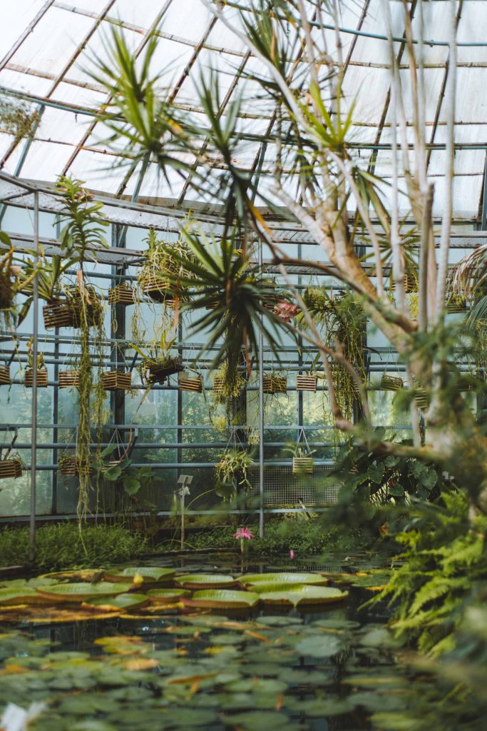 inside the greenhouse in the kruidtuin in leuven