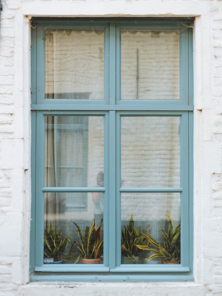 blue window with four sanseveria plants on the sill