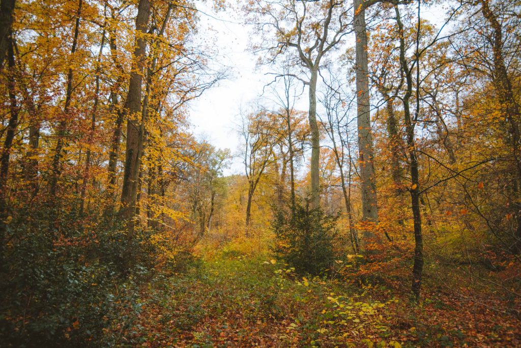 autumn colors in the forest