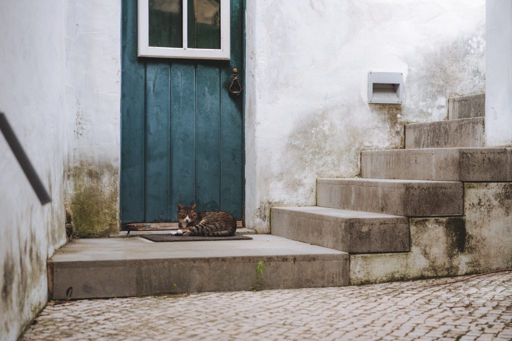 cat sleeping in front of a blue door with stairs next to it