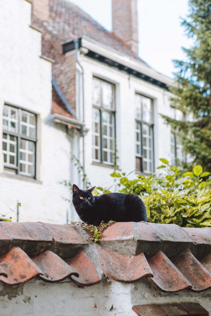 a black cat sitting on a wall in the beguinage of bruges