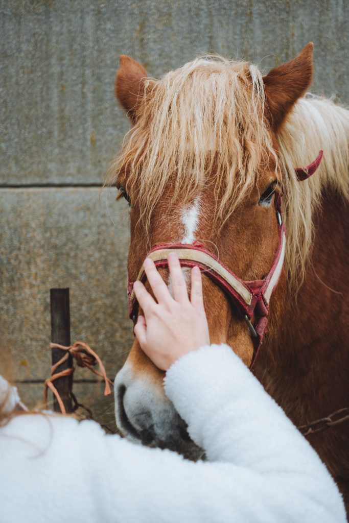 petting the horse