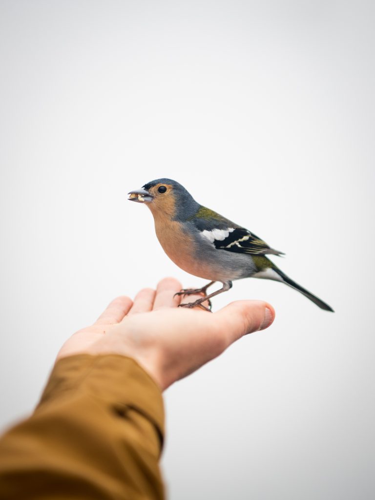 Madeiran chaffinch sitting on open hand of florian with nut in his beak