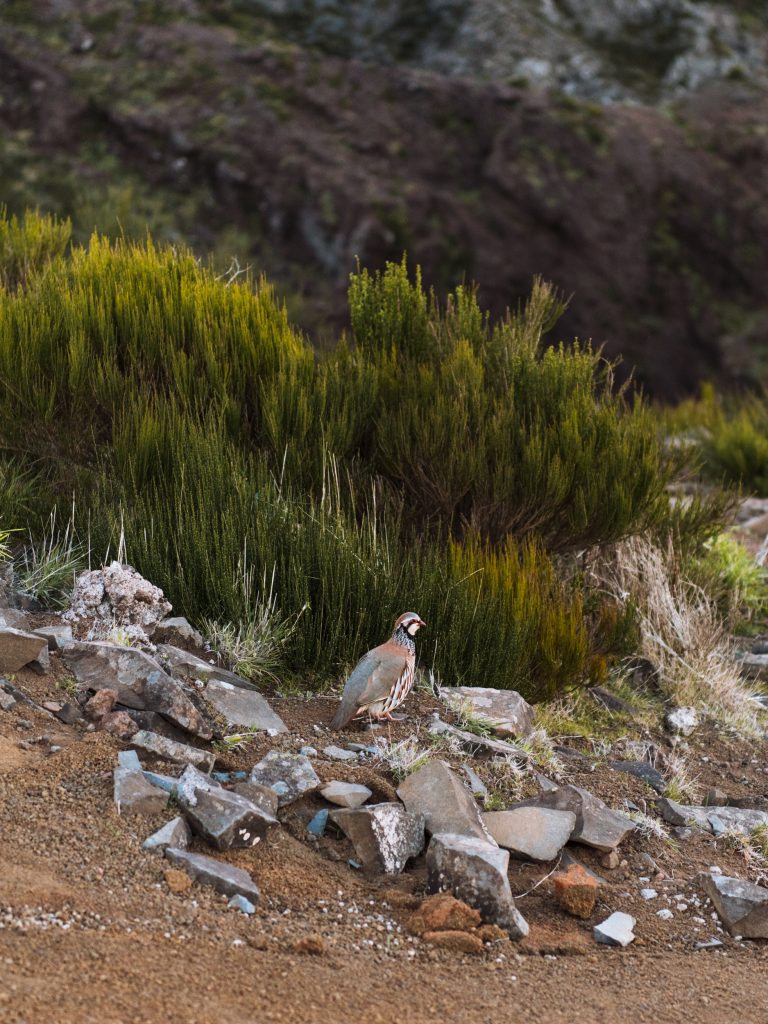 red legged partridge in front of a bush