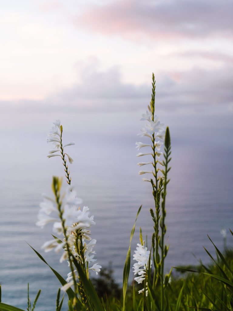 white watsonia flowers with the ocean and clouds in the background in madeira