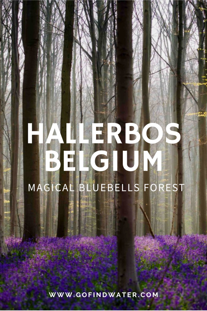 Pinterest share image of the hallerbos in belgium