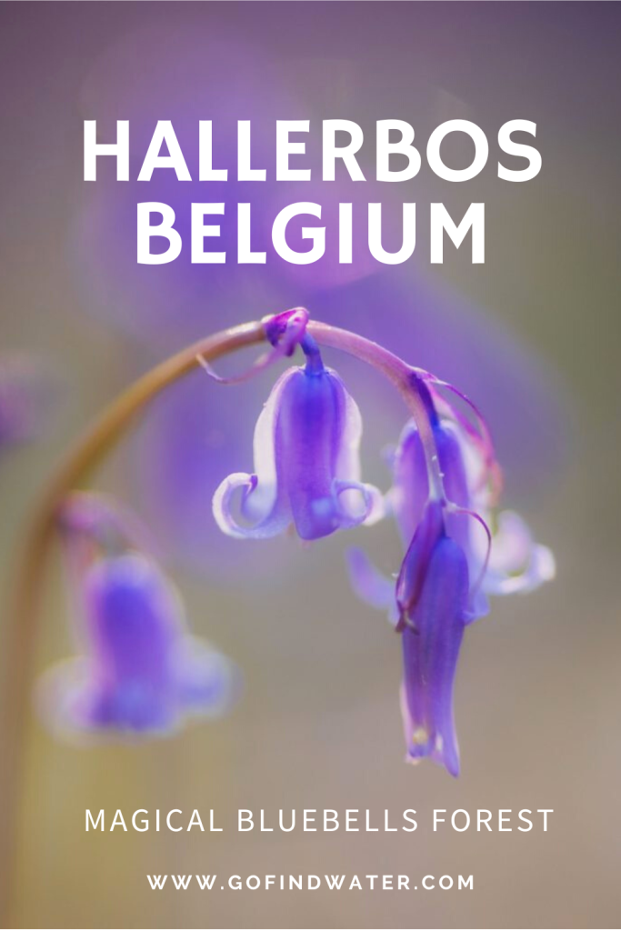pinterest share image of the bluebells in belgium