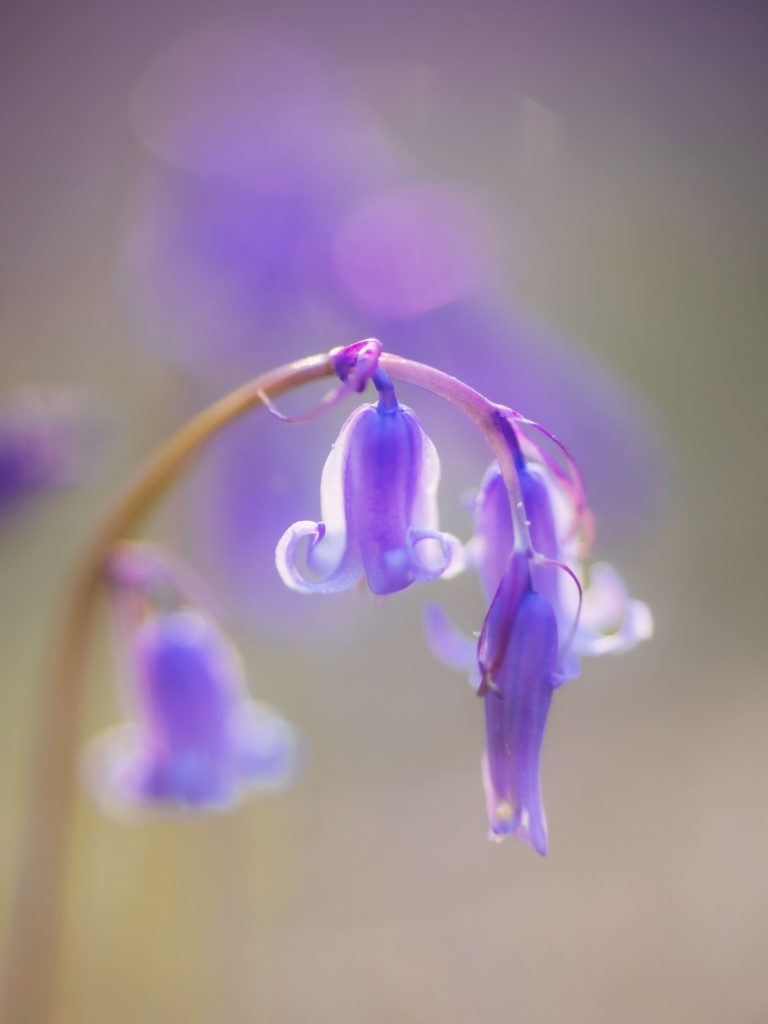 macro shot of multiple purple bluebells hanging down