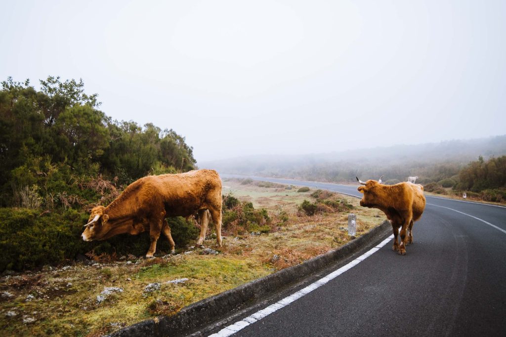 two cows standing on the road in foggy conditions