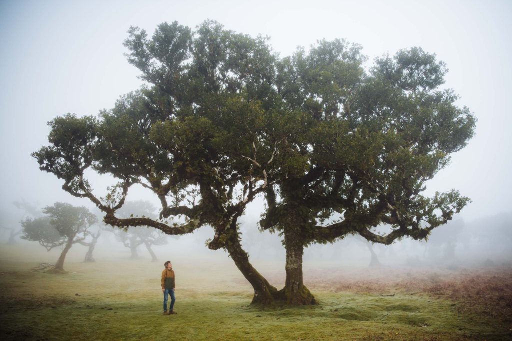 florian standing next to a big tree in fanal forest surrounded by mist