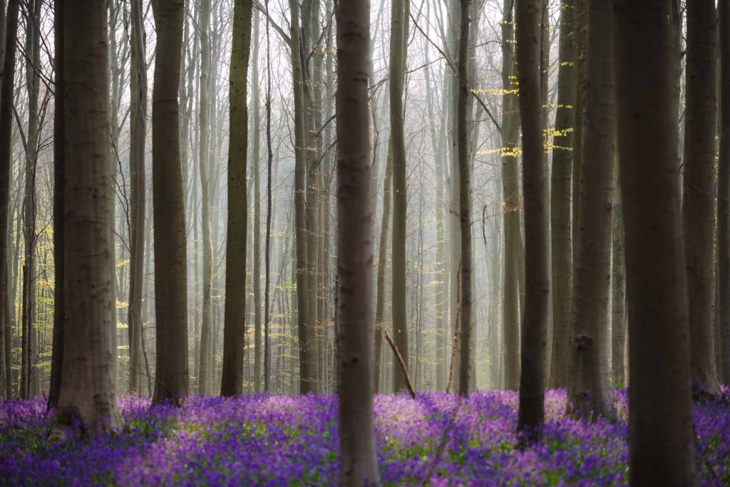 sunlight coming through the trees and on the ground where there are purple bluebells growing in the hallerbos in belgium