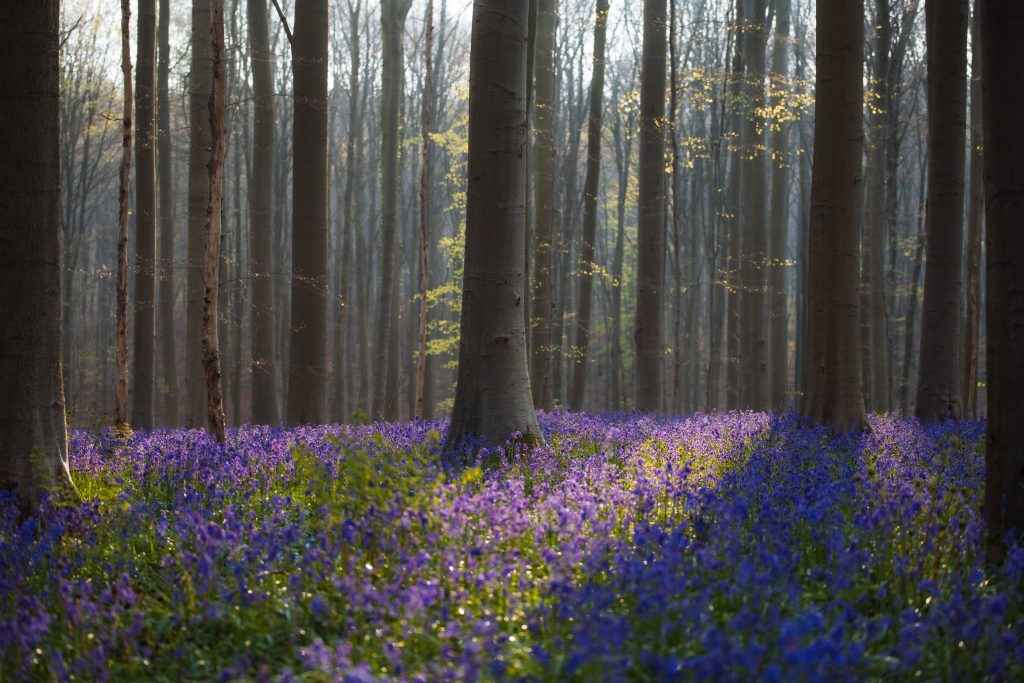 sunlight coming through the trees and on the ground where there are purple bluebells growing
