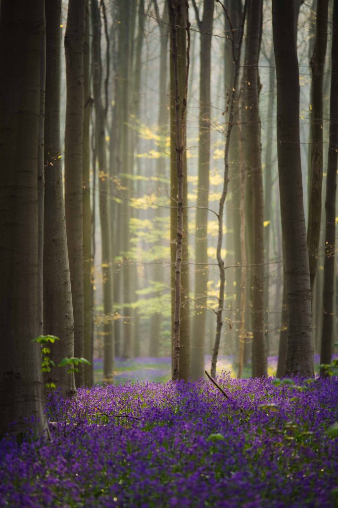 sunlight coming through the trees and shining on the young green leaves and on the ground with bluebells in the hallerbos in belgium