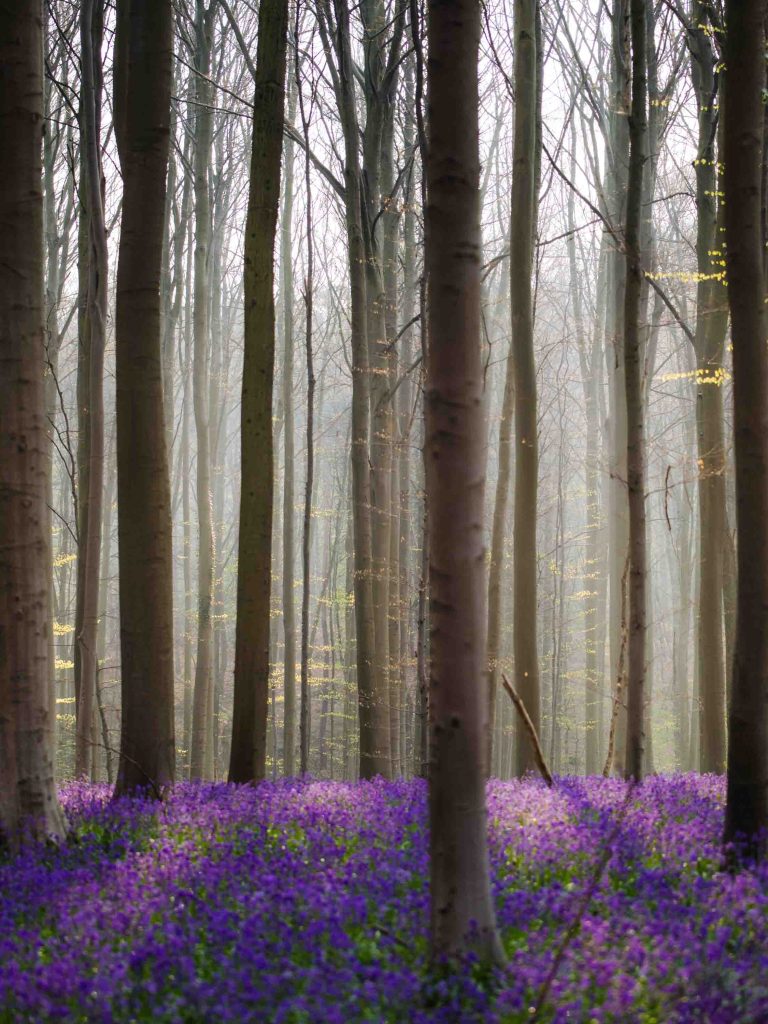 haze between the trees and bluebells on the forest floor, creating a carpet of purple