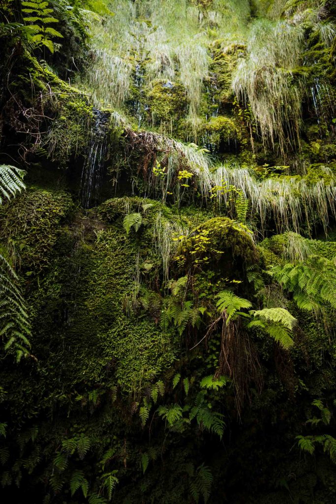 green ferns growing on the side of a mountain