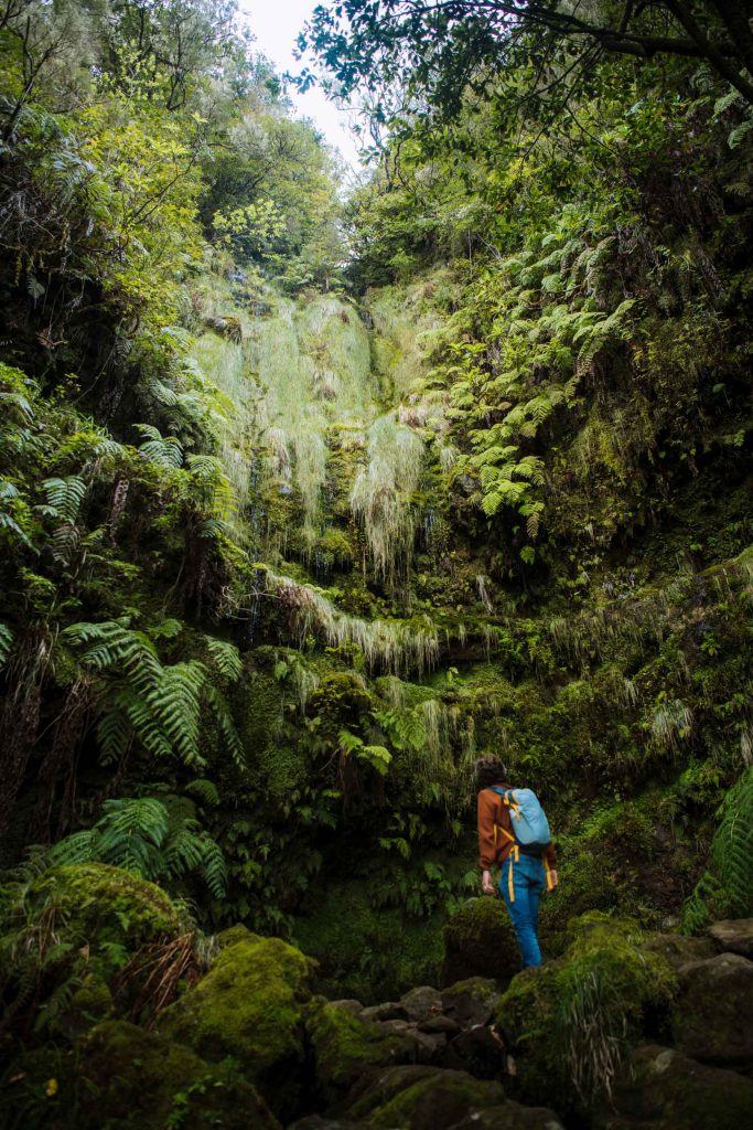 florian looking up at the side of the cliff covered in green ferns and moss