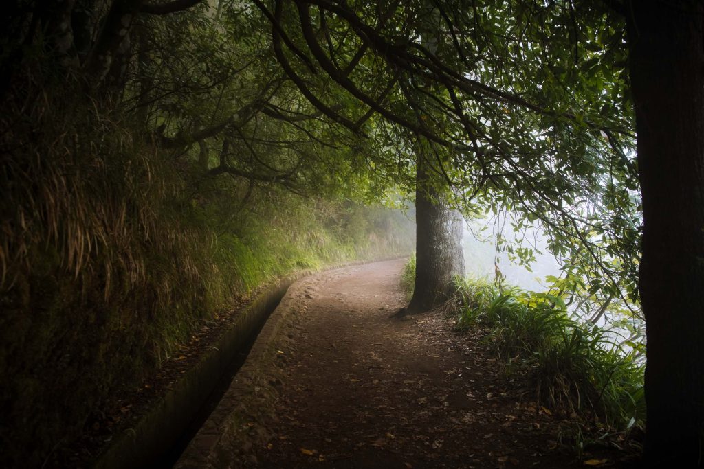 levada walk with mist in madeira