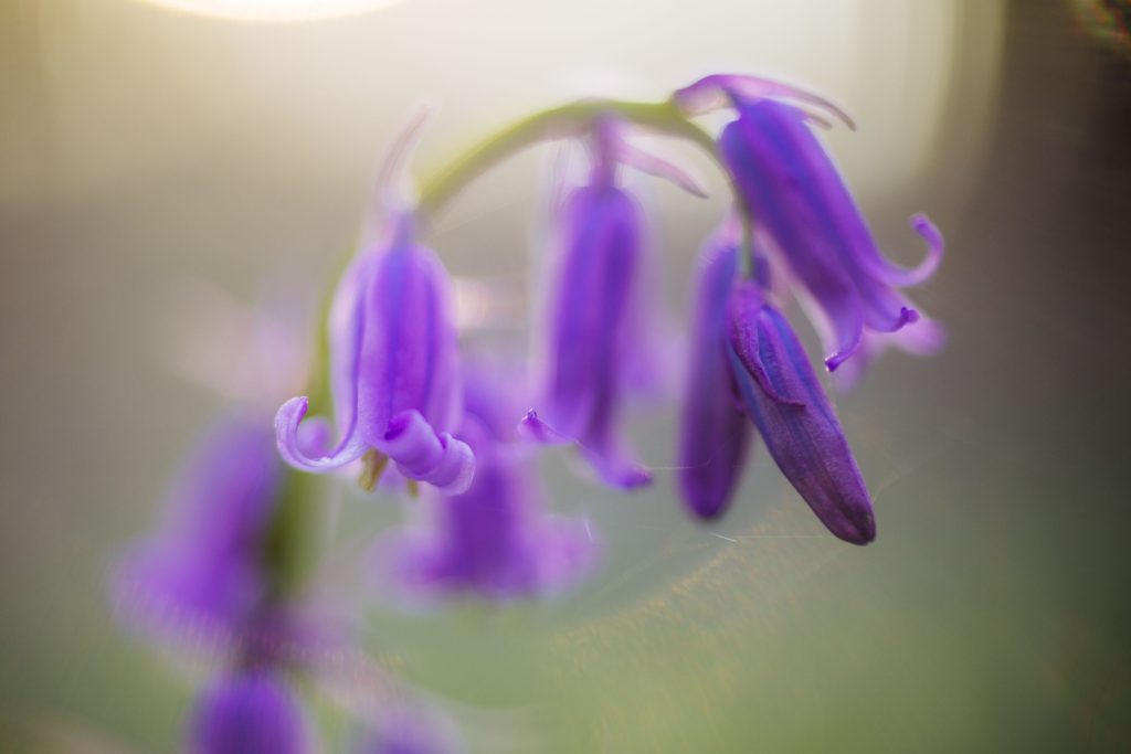 macro shot of multiple purple bluebells hanging down