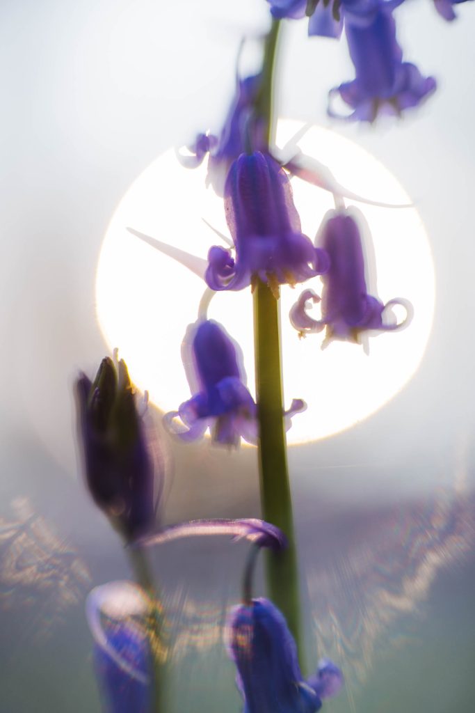 detail shot of purple bluebells with the sun in the background