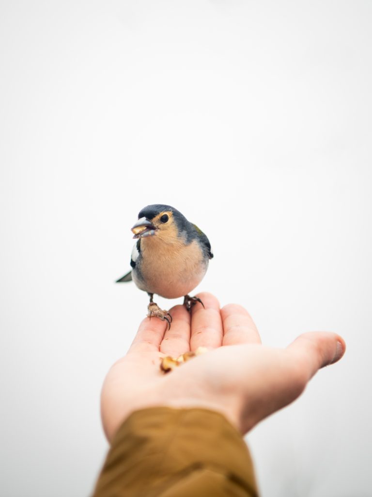 madeiran chaffinch eating walnuts from florian's open palm