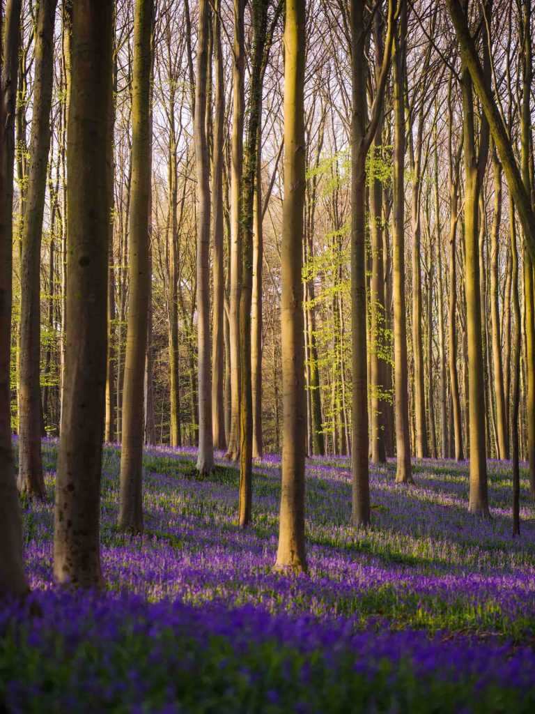 sunlight shining on the trees on a hillside covered with purple bluebells in the hallerbos