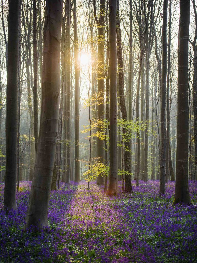 the sun coming through the trees reflecting on the ground which is covered in bluebells