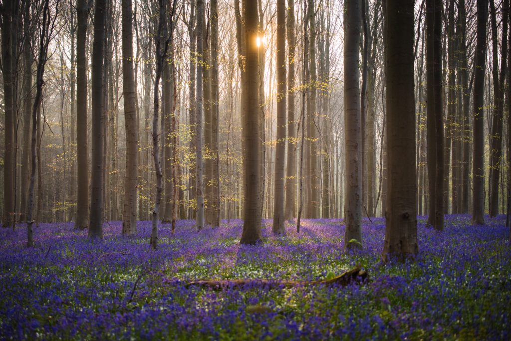 the sun coming through the trees reflecting on the ground which is covered in bluebells