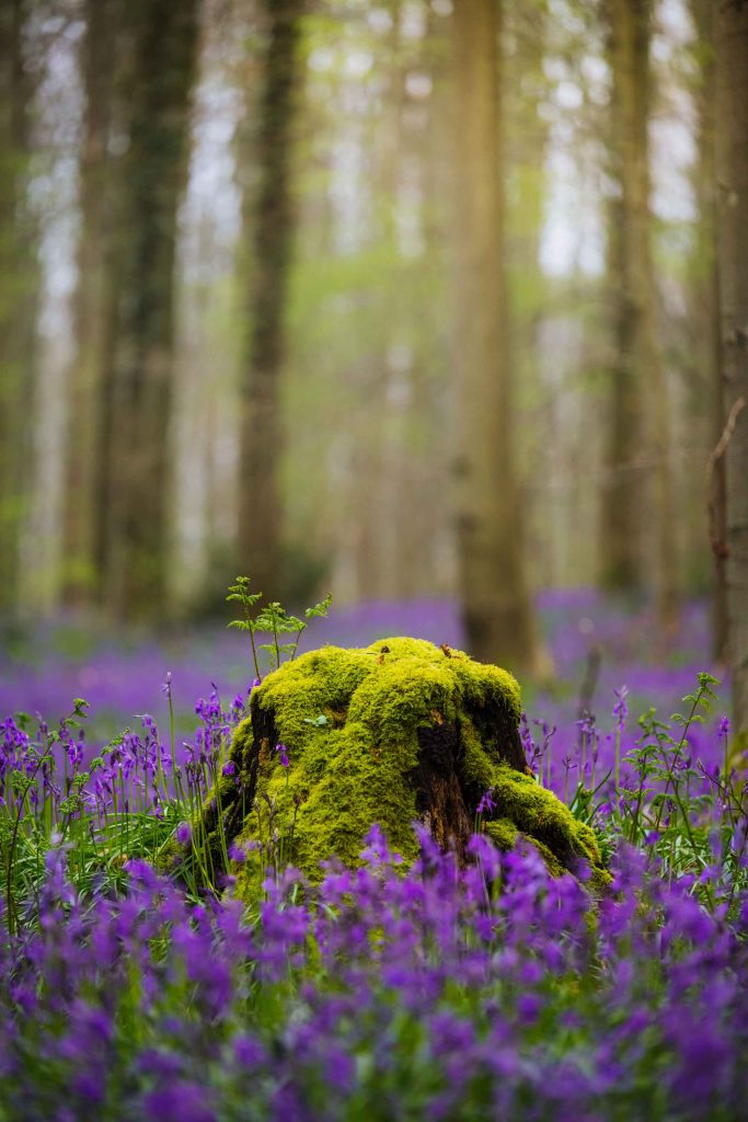 tree stump covered in moss and lichen in between the purple bluebells