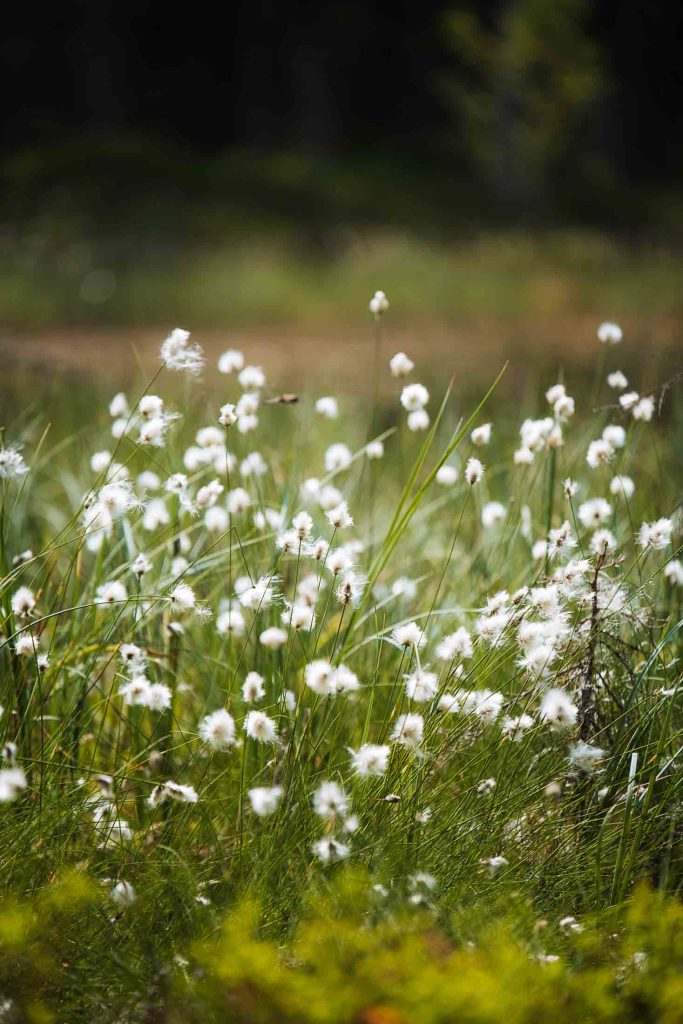 zoomed in on cotton grass fluff balls