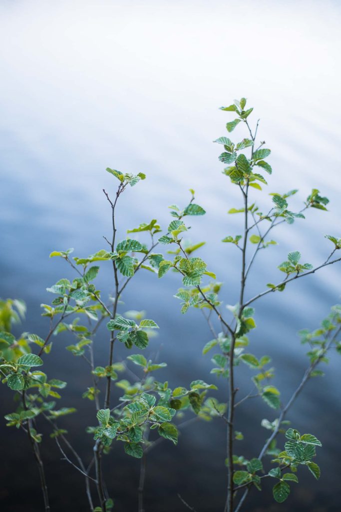 green leaves of a beech tree with water of a lake in the background