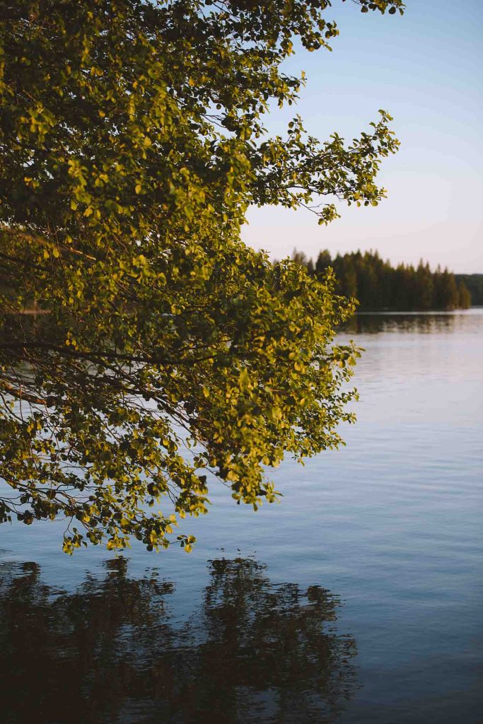 part of a tree hanging over the water and reflecting in in during sunset in sweden