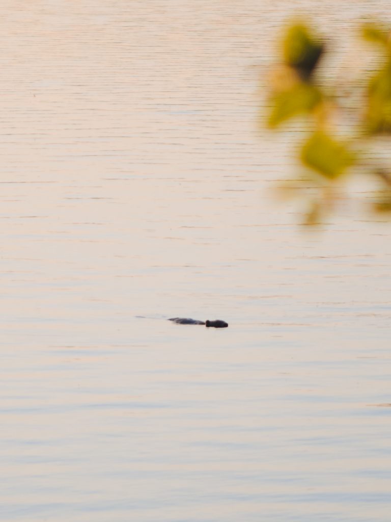 a beaver swimming in the water but is barely visible from afar