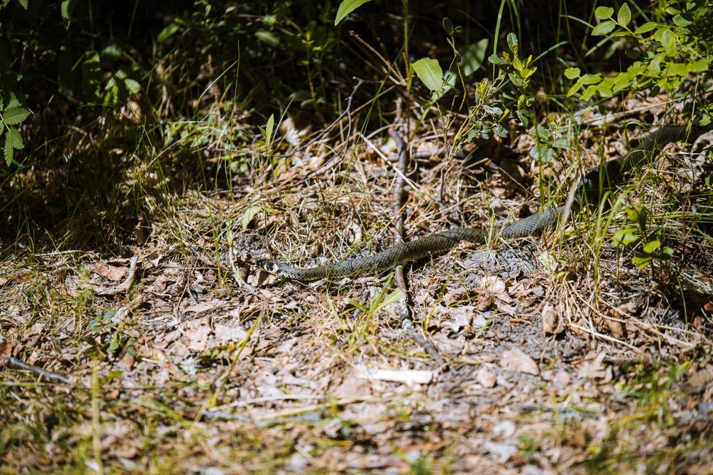 a grass snake on the ground between leaves in sweden