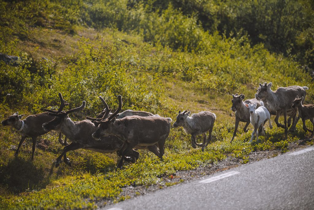 a group of adult and baby reindeer running on the side of the road
