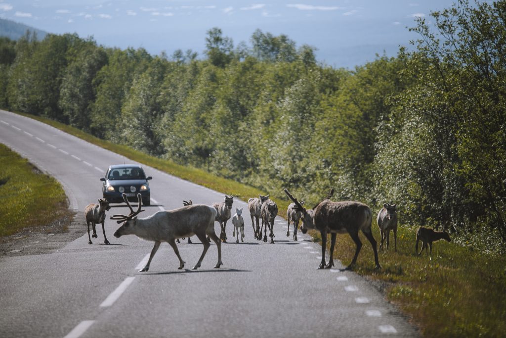 a group of adult reindeer with baby reindeer running on the road with a car coming at them in the background
